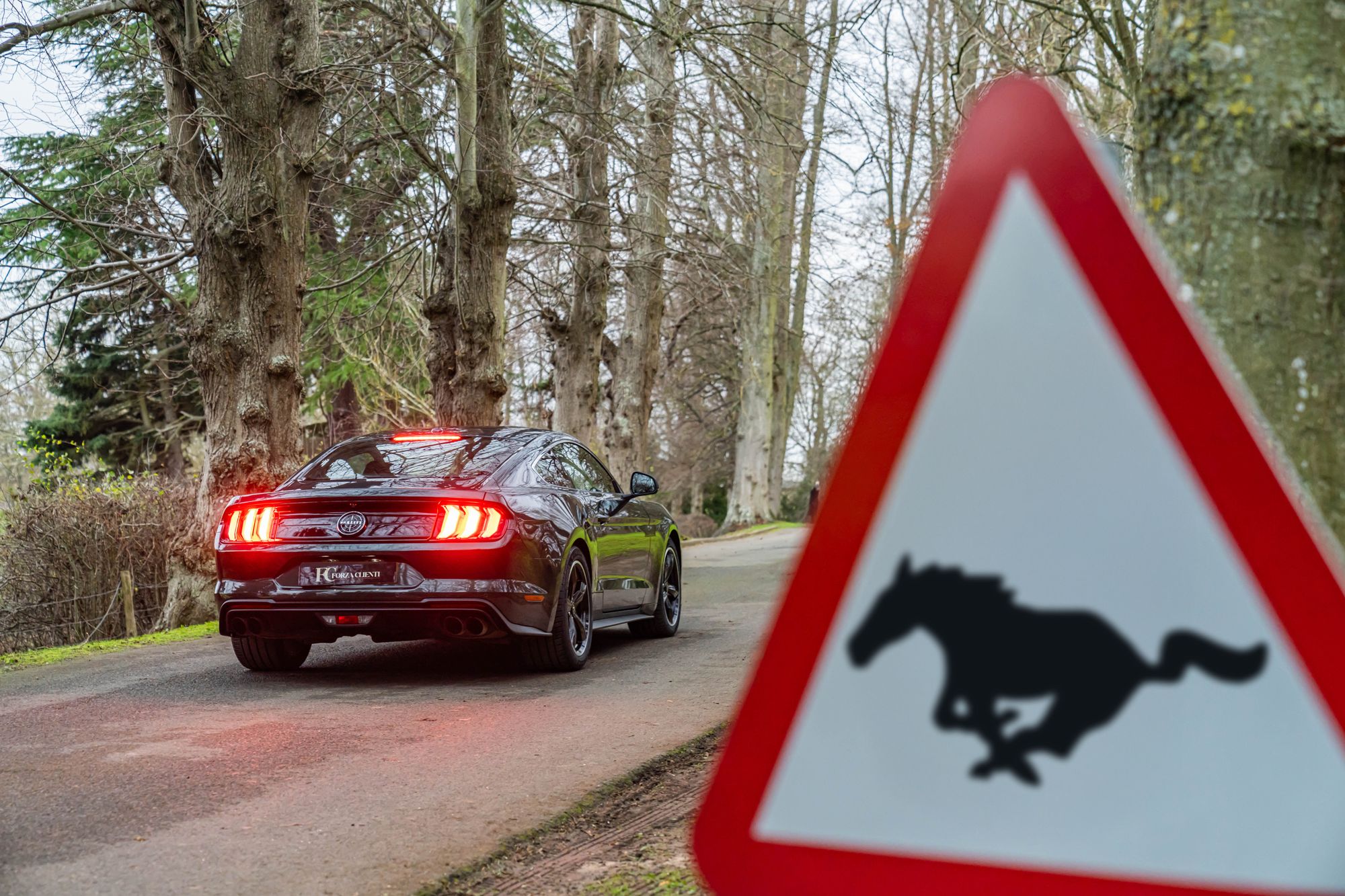 2019 Ford Mustang Bullitt for sale